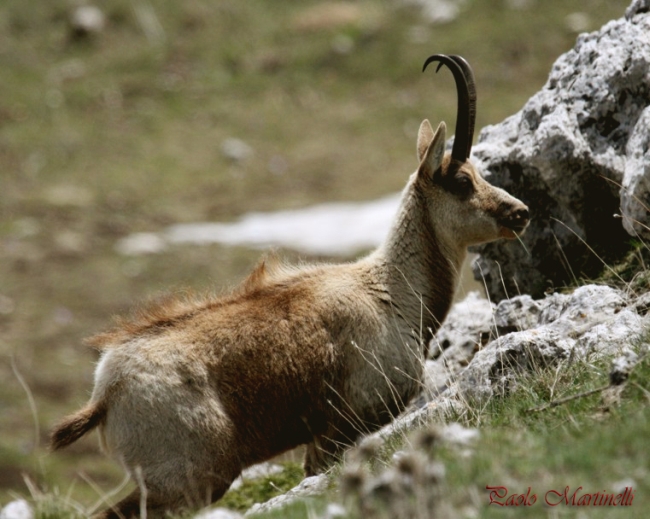 Camoscio d''Abruzzo Rupicapra pyrenaica ornata